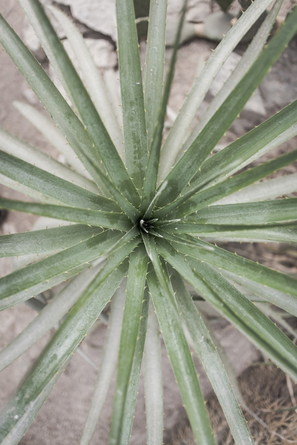  7 Indoor Plants that are hard to kill - Aloe Vera 