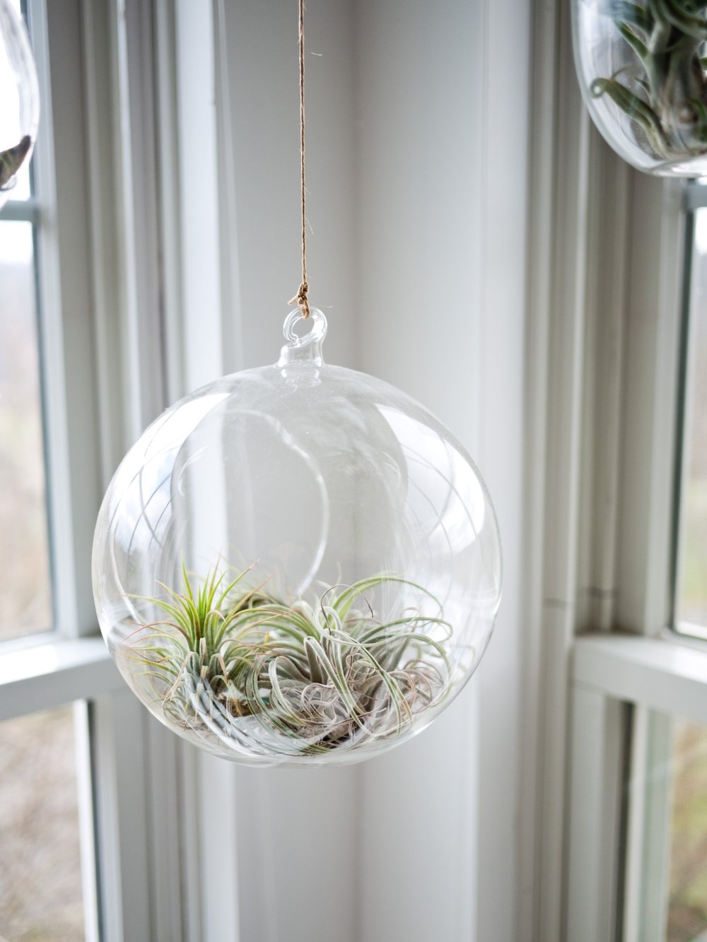  7 Indoor Plants that are hard to Kill - Air Plant 