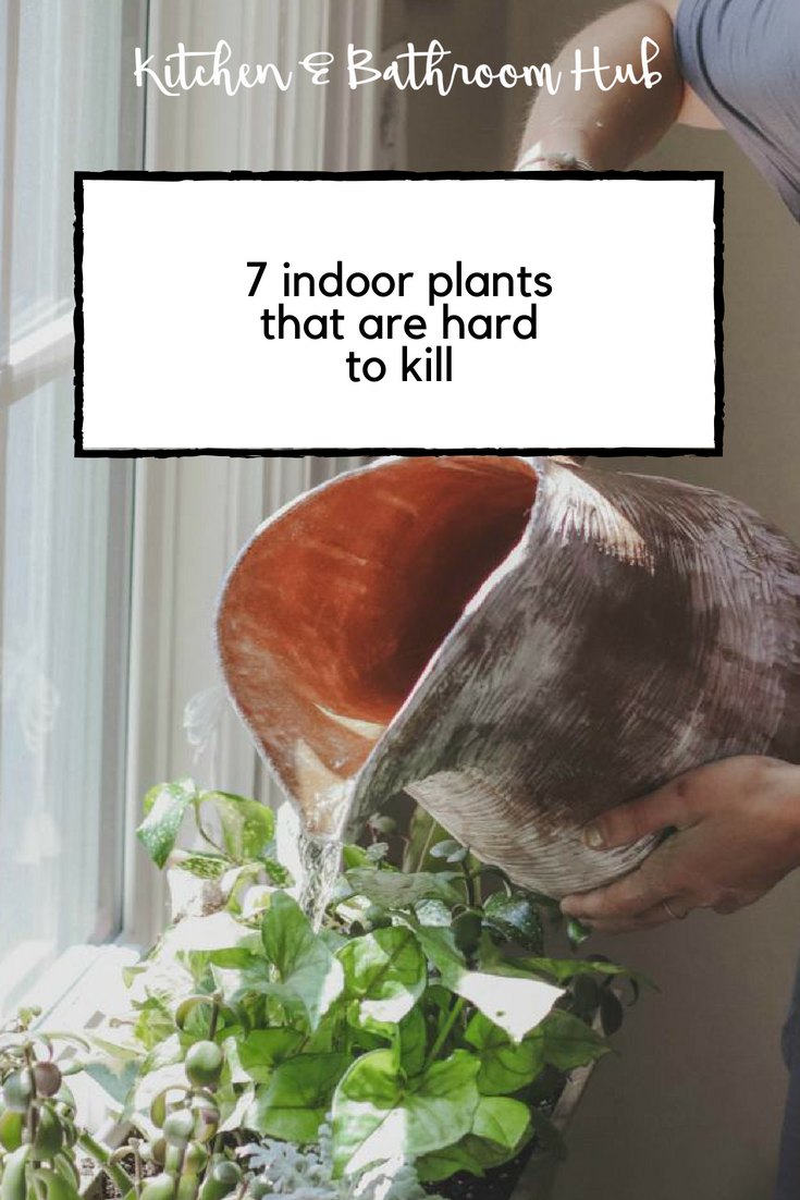  7 Indoor Plants that are hard to kill by Kitchen Bathroom Hub 